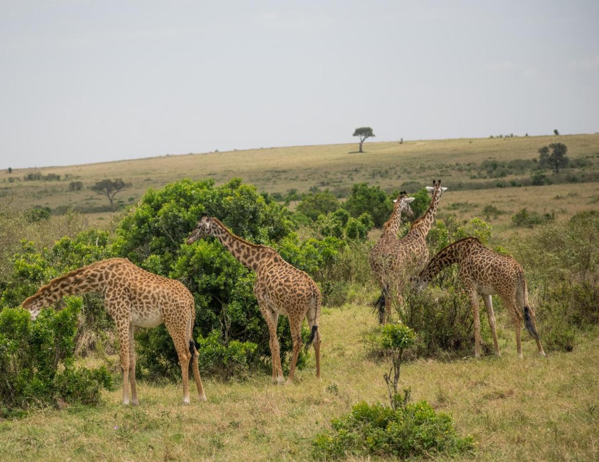 Hotel Sekenani Camp Maasai Mara Ololaimutiek Exterior foto